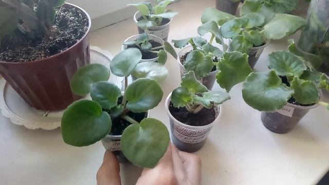 Очень плохо растут детки фиалок !причина!