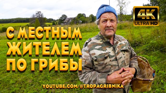 Сбор Грибов В Вологодской Глуши. С Местным Жителем Прогулялись По Грибным Местам Детства.