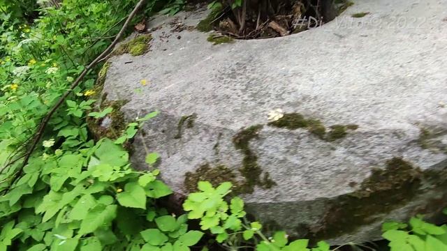 Усадьба ВАСИЛЬКОВО, Ленинградская область