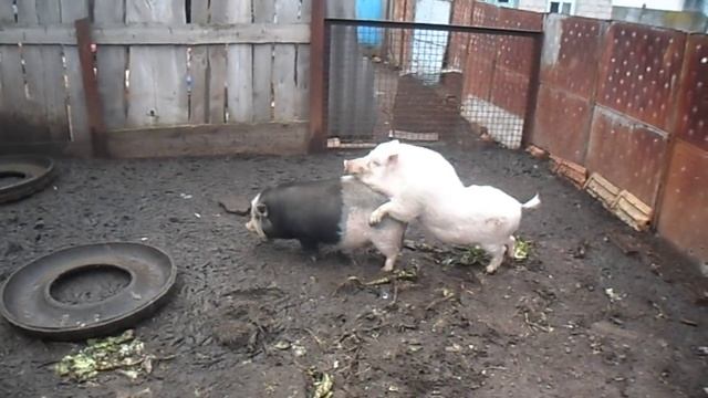 Случка свинки вьетнамской породы.Mating Vietnamese pig breeds.