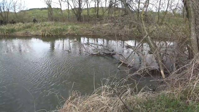 ПИКЕР ЭТО КАК ФИДЕР, ТОЛЬКО ЛУЧШЕ