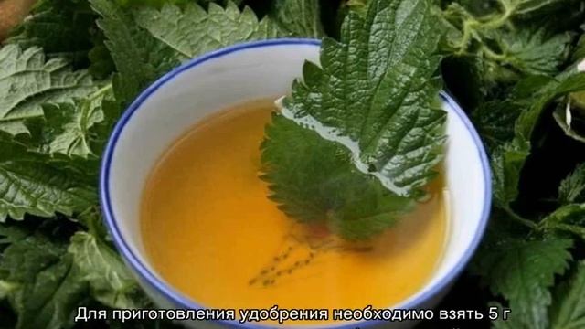 Чем подкормить фикус Бенджамина в домашних условиях