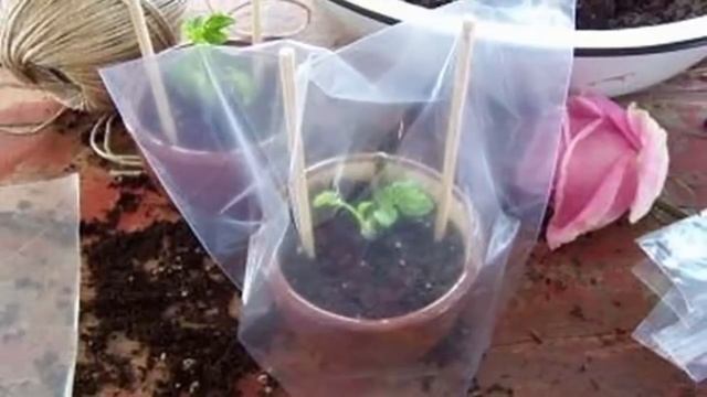 Размножение азалии – эффективные способы. Как правильно размножать Азалию.