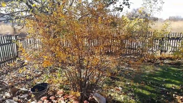 Нужно ли обрезать спирею осенью?Когда обрезать спиреи?