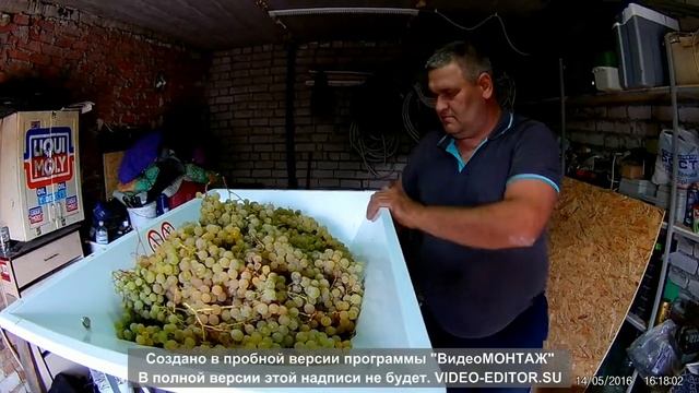 Изготовление вина из красных и белых технических сортов винограда.Сбор гребнеотделение и дробление