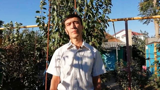 Подкормка плодовых деревьев осенью. Осенняя подкормка плодовых деревьев. Чем подкормить деревья.