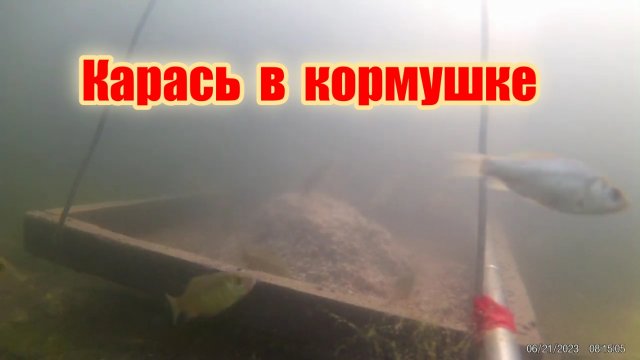 Как ест карась, подводная съёмка.