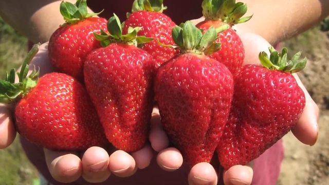 ЛУЧШИЕ РАННИЕ СОРТА КЛУБНИКИ || САМЫЙ ВЫГОДНЫЙ СОРТ КЛУБНИКИ