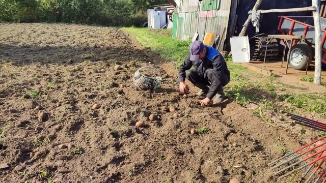 Гусеничный минитрактор копает картошку самодельной картофелекопалкой
