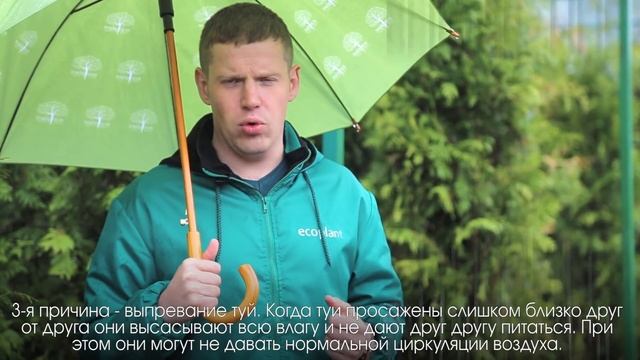 ? 5 причин ПОЧЕМУ ЖЕЛТЕЕТ ТУЯ и как спасти пожелтевшую тую