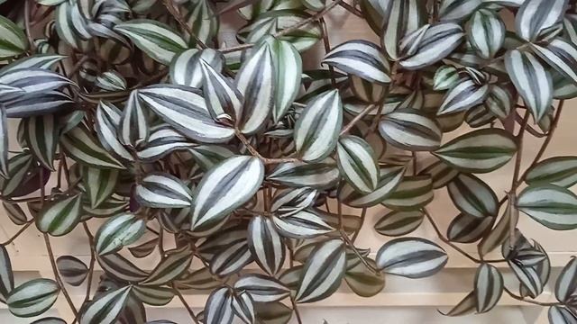 Шикарная традесканция Зебрина: в чем состоит уход за комнатным растением #традесканция