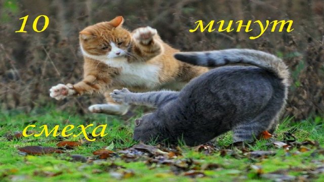 ? Ржал целый ? приколы с котами ? с собаками?