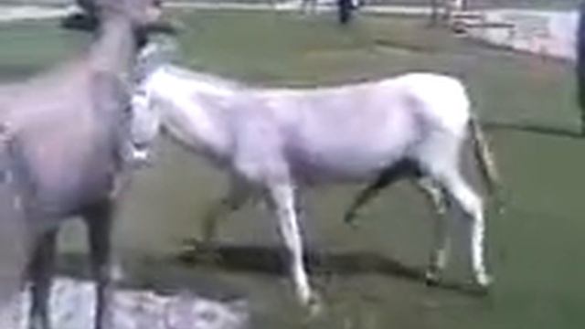 Donkey Mating wiht stag