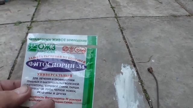 Опрыскивание Фитоспорином овощных культур