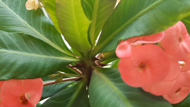 Молочай Миля-Терновый венец .Эуфорбия.Описание и уход.Неприхотливые комнатные растения.