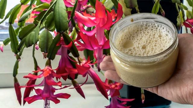 Подкормка комнатных растений зимой