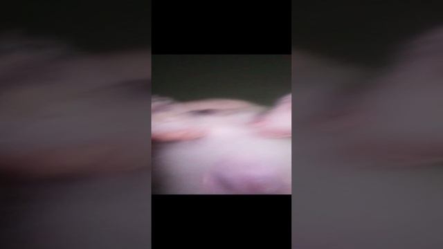 VID_20240730_105752.3gp