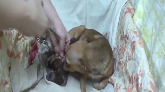 Роды собаки от начала и до конца. С подробными пояснениями.