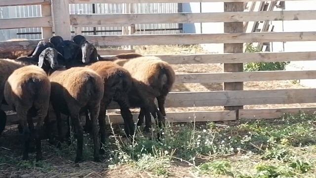 Гиссарские ярочки от 3 до 5 месяцев