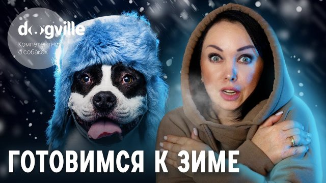 Как подготовить собаку к зиме? - Памятка по подготовке к морозам
