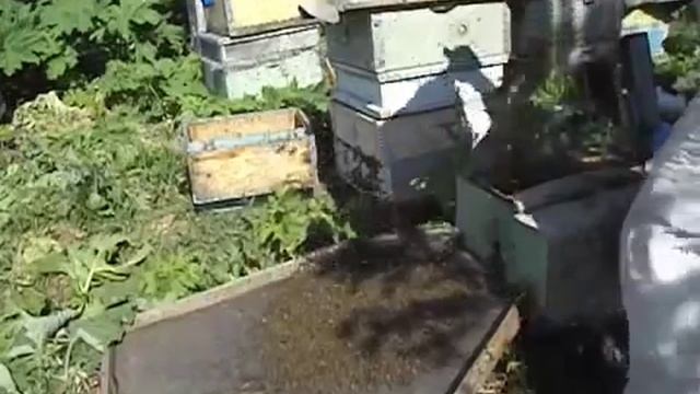 роение пчел - семья пчел в роевом состояни, как недопустить роения и получить товарный мед от пчел