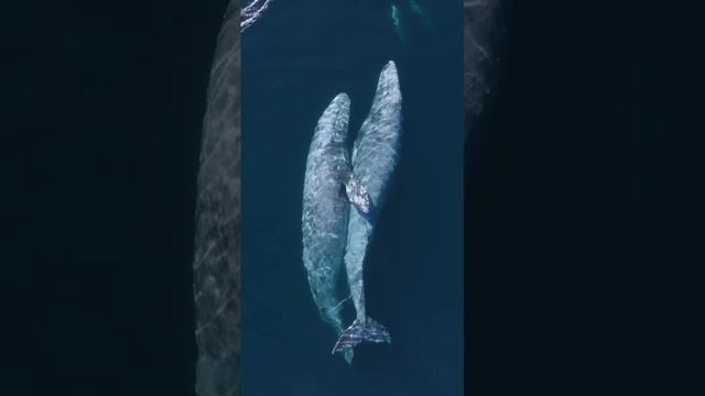 киты