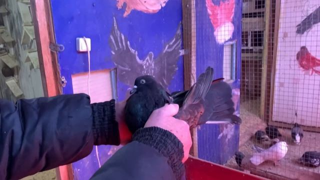Николаевские голуби Барабанова Александра г.Самара тел. +7 (927) 200-54-55   ПРОДАЖА