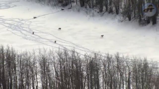 ?Стая Волков Выследили и Напали на Стадо Бизонов. Охота Удалась.