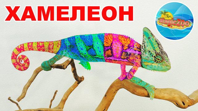 Наш новый питомец йеменский Хамелеон. Интересные факты.