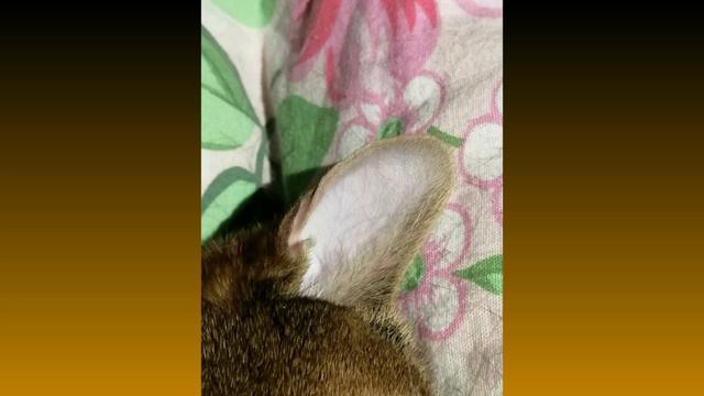 Слайд шоу Марго засыпает и спит! Красивая кошка!