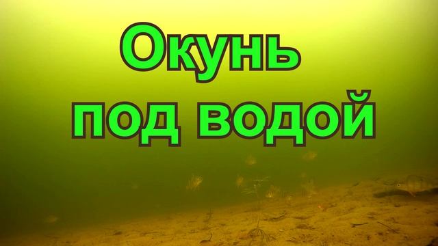 Окунь под водой