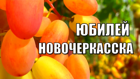 Виноград. Сорт ЮБИЛЕЙ НОВОЧЕРКАССКА. Полное описание и рекомендации по выращиванию / Сорта винограда
