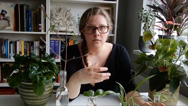 🌱🌿☘️ Tips en trics om je stekjes in water te laten wortelen 🌱🌿☘️