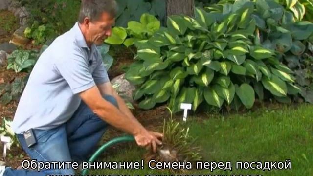 Хоста: посадка и уход