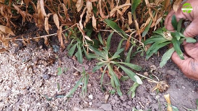 Уход за турецкой гвоздикой после цветения