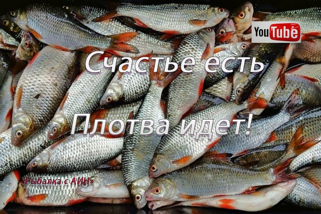 Крупная плотва в маленькой речке