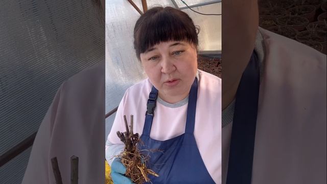 Почему не растет гортензия ?