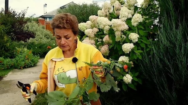 САЖЕНЦЫ МАЛИНЫ - КАК ОТЛИЧИТЬ РЕМОНТАНТНУЮ И ПРОСТУЮ