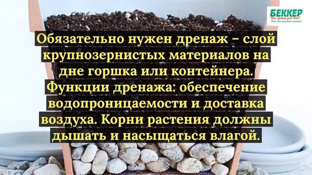 Плодовый сад в квартире