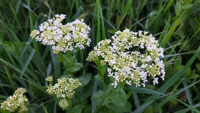 Сура "Мухаммад ".  Чтец Мухаммад  аль - Люхайдан.