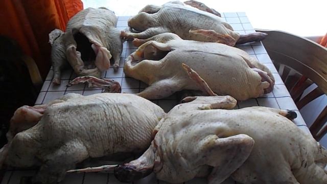 Забой и вес утки Голубой фаворит в возрасте 110 дней. Себестоимость утки.