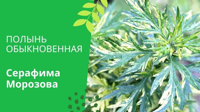 Полынь обыкновенная или чернобыльник.mp4