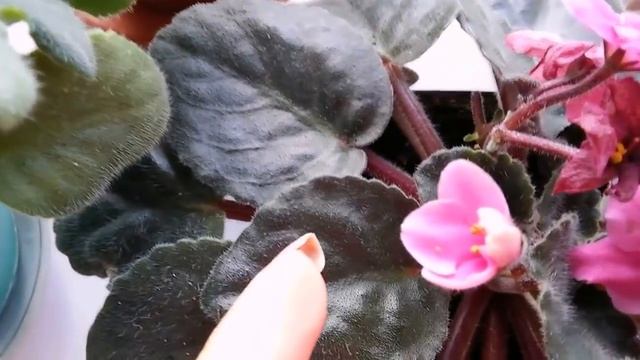Трипса на фиалках. Боремся с трипсом
