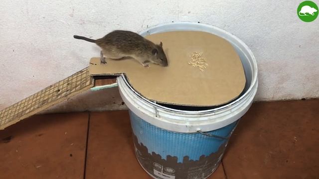 Ловушка для крыс - мышей вы такого точно не видели ??