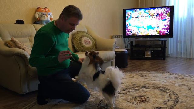Папильон (Папийон) Вилли разговаривает по телефону. Papillon Willy