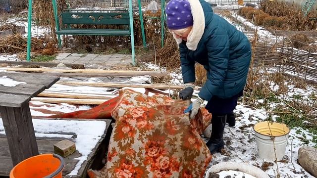 Укрытие роз на зиму в Сибири. Ковер, матрас, линолеум, розы в саду Надежды