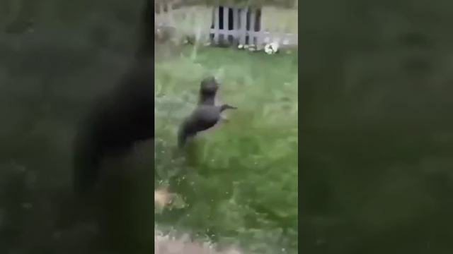 Радость