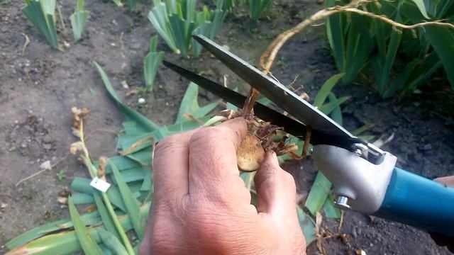 Ирис (Ирис бородатый) Как правильно делить корневище ириса.