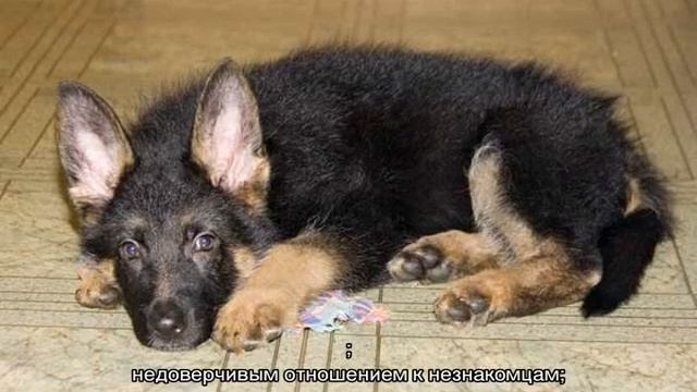 Восточно-европейская овчарка и немецкая овчарка: отличия