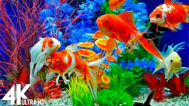Аквариум - Расслабляющая музыка и красивые виды Full HD